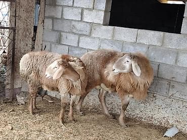 клевер белый: Продаю | Овца (самка) | Для разведения | Матка — 2