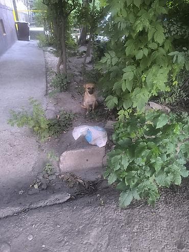 Собаки: Пожалуйста, заберите кто нибудь собачку, добрая, отзывчивая — 1