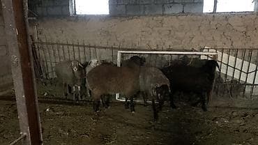овцы токмак: Продаю | Овца (самка), Баран (самец) | Для разведения — 4