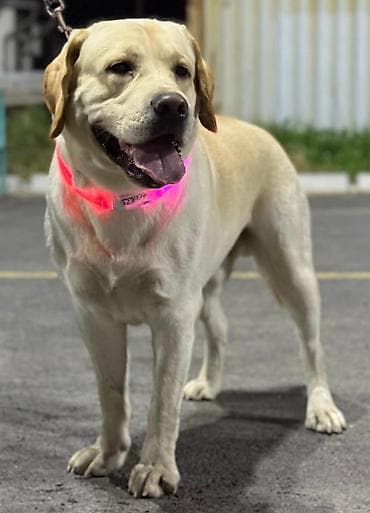 Вязка: Лабрадор-ретривер, Самец, 2 года, С прививкой, С родословной at lalafo.kg Вязка: Лабрадор-ретривер, Самец, 2 года, С прививкой, С родословной