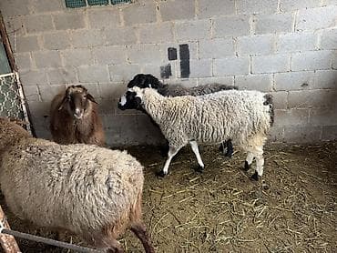 Продаю | Овца (самка) | Для разведения | Матка
