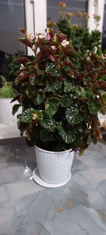 Бегония большой за 700 или обмен на женская счастья