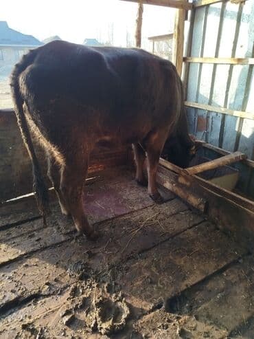 Грызуны: Продаю | Бык (самец) | На откорм — 2