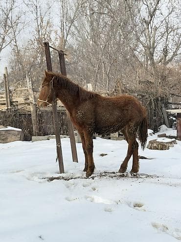 Башка жаныбарлар: Сатам | Байтал | Жумушка — 3