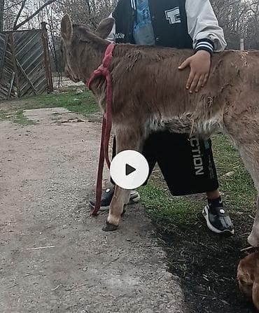 Ветеринар кызматы: Продается тёлочка порода Швиц 8 дня как отделилась Большая шустрая — 1