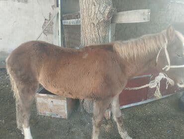 трекер для животных: Продаю | Жеребенок | Для разведения | Племенные — 1