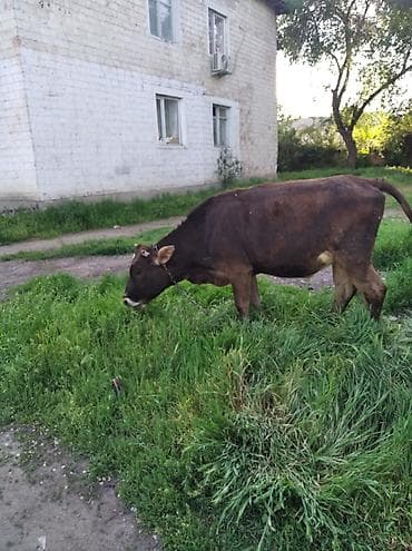 цена вислоухой кошки: Продаю | Бык (самец) | Полукровка | На откорм — 4