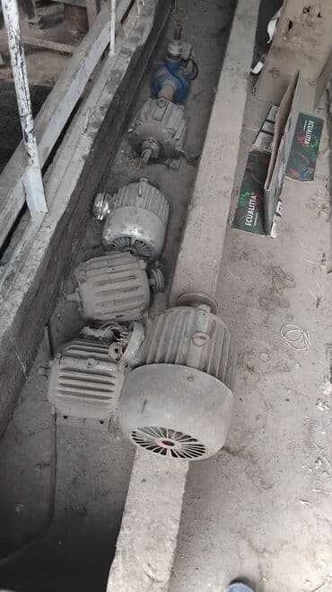 ак кеклик: Сатам | Балапан күрп | Түндүк Кавказ | Көбөйтүү үчүн | Асыл тукумдуу — 3