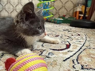 scottish fold: 2 месяца, Мальчик, Приучена к лотку — 2