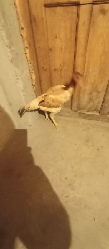 животные птицы: Продаю | Петух | Для разведения — 2