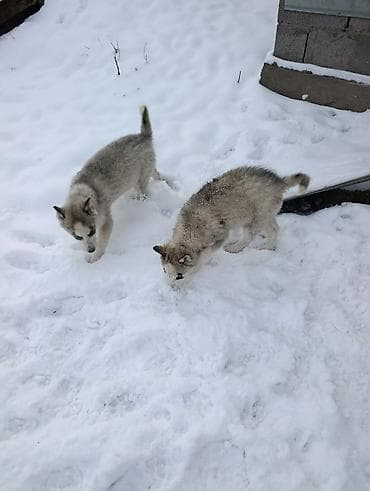 куплю хаски: Продается щенки хаски !!!! — 9