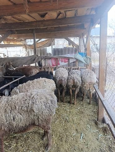 инкубатор норма: Продаю | Овца (самка) | Полукровка | Для разведения | Матка — 6