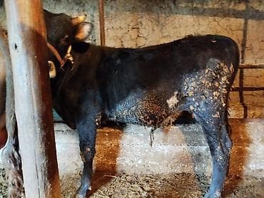 куплю корову на мясо: Продаю | Бык (самец) | Полукровка | На откорм | Привязанные — 2