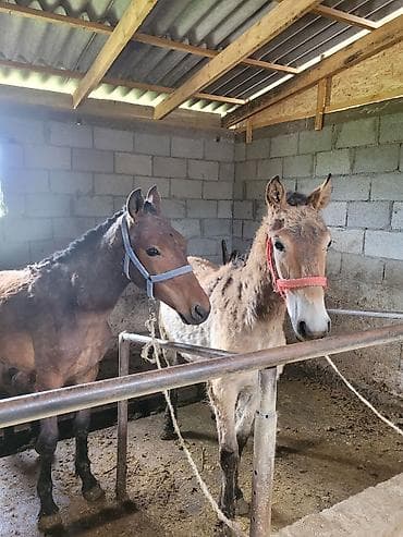 продам корову: Байланган тайлар — 6