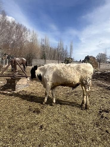 Продаю | Бык (самец), Музоо, торпок | На откорм, Для разведения