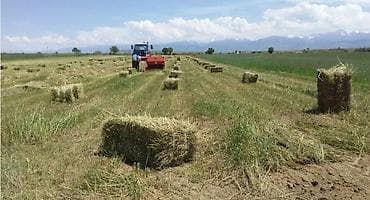 ак мышык: Эспарцет в тюках - Вид: эспарцет - Заготовка: механизированная — 1