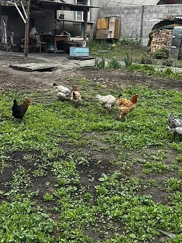 ферма курица: Продаю | Куры, Петух — 3