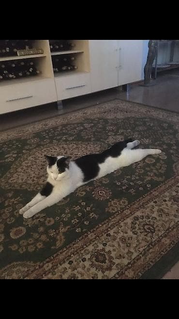 где продают собак: 1 год, Девочка — 2