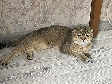 Үй жаныбарлары: Скотиш Фолд (Шотландиялык шалпаң кулак), 3 айлык, Ургаачы, Лотокко барууга үйрөтүлгөн, Курттардан тазаланган, Эмделген — 1