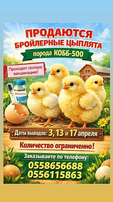 отруби рисовые: Продаю | Цыплята | КОББ 500 | На забой — 1