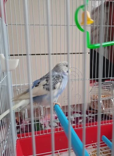 Волнистый попугай с комплектом клетки и аксессуарами. - Птица окраса at lalafo.kg Волнистый попугай с комплектом клетки и аксессуарами. - Птица окраса