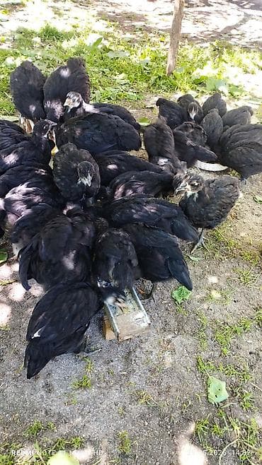 заказ рыбы: 20-баш кара түстөгү Австралорп жөжөлөрү сатылат 2.айлык 6, короз, 14 — 5