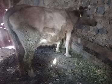 корова самка: Продаю | Корова (самка), Музоо, торпок | Алатауская | Для молока | После отела, Привязанные — 4