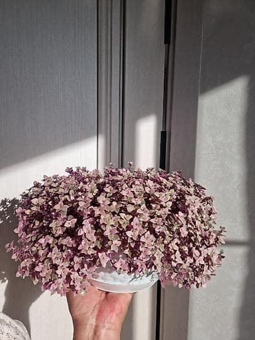 4 pot: Кализия!!! Компактный пышный куст с множеством мелких двуцветных — 1