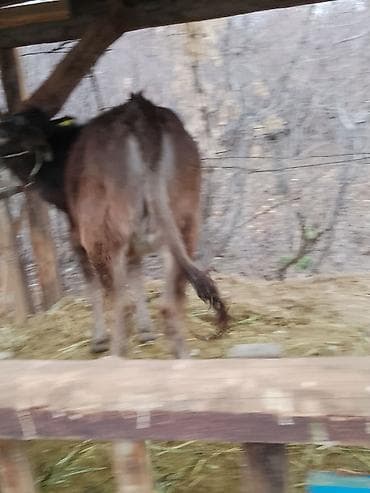 купить теленка бычка: Продаю | Корова (самка) | Швицкая | Для молока | Стельные, Не стельные — 3