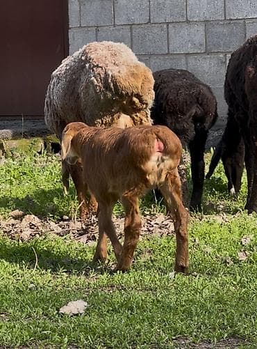 индоутка цыплята: Продаю | Ягненок | Для разведения — 2