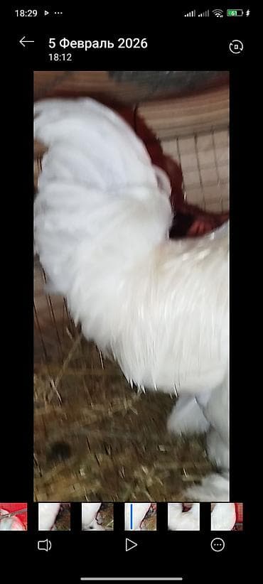 продаю птиц: 1+1 — 4