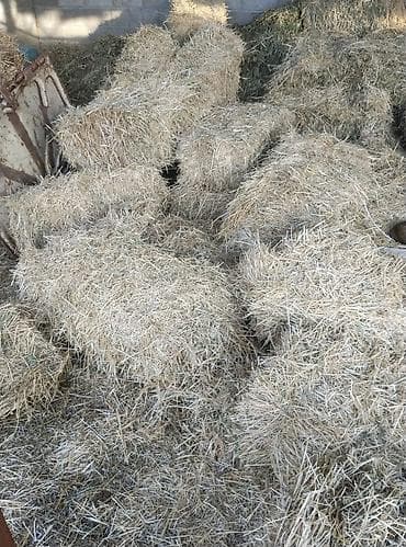 элита уйлар: Сено в тюках - Малые прямоугольные тюки, плотная вязка шпагатом - — 3