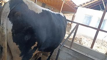 быки продажа: Продаю | Бык (самец) | На откорм | Осеменитель — 3