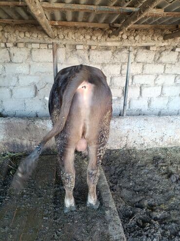 продам домик для кошки: Продаю | Бык (самец) | На откорм | Привязанные — 3