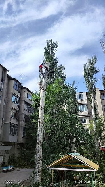 фруктовые дрова: Спил Деревьев Удаление деревьев, - Профессиональная валка деревьев — 3