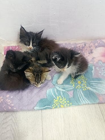 даром кошка: Котята. Около одного возраста, коротко-/полудлинношёрстные. Расцветки — 1
