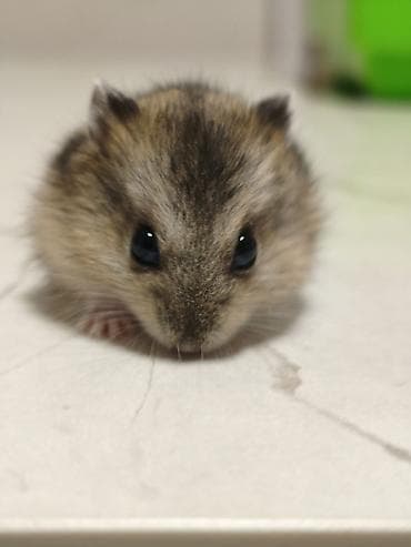 Акция последний 5 хомячков осталось успейте забирать Карликовые