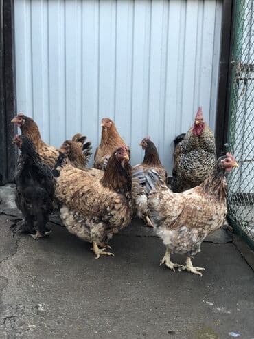 куплю домик для собаки: Продаю | Куры | Для разведения — 8