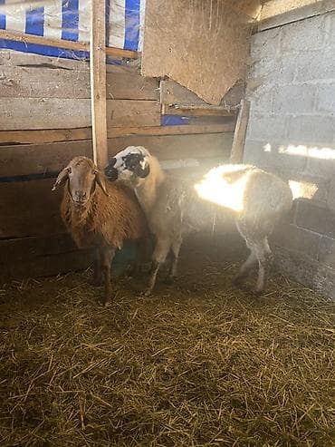 пародистые коровы: Продаю | Овца (самка) | На забой — 2