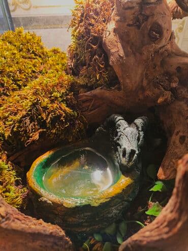 акустические системы с функцией умб колонка в виде собак: 🌿 Украшения и декорации для аквариумов и террариумов 🌿 Продаю — 1