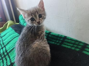 продаю кукруза: 🐾 Пушистое счастье ищет дом! 🏡 потрясающая девочка ушки стоячие — 4