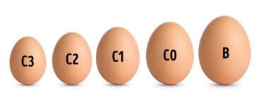 умывальник для частного дома: Яйца куриные оптом и в розницу в наличии имеется все категории — 1