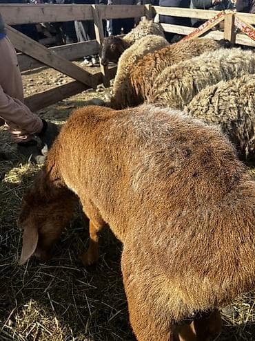 такса собаки: Продаю | Овца (самка) | Арашан — 1