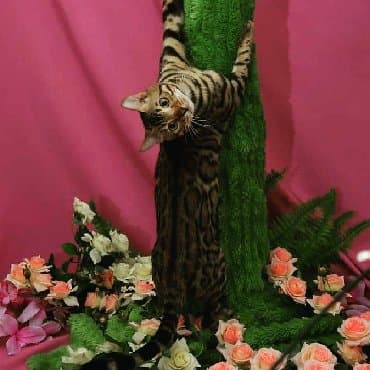 сколько стоит котенок британской золотой шиншиллы: Внимание бишкек .!! . Питомник бен гла мур предлагает чудесных — 12