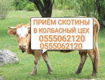 эчки сатып алам: Сатып алам | Уйлар, букалар, Жылкылар, аттар, Башка а/ч жаныбарлары | Күнү-түнү, Бардык шартта, Союлган — 1