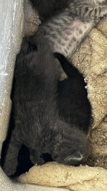 Животные: Милые серые котята ищут дом🐾 Окрас разный: серый дымчатый — 3