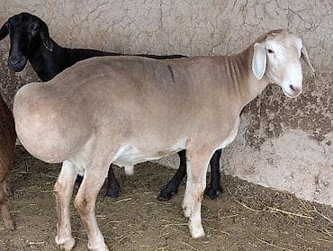 Продаю | Баран (самец) | Для разведения | Осеменитель