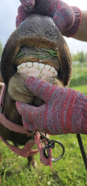 гуси линда: Продаю | Корова (самка), Бык (самец), Тёлка | Алатауская | Для разведения, Для молока | Стельные — 7