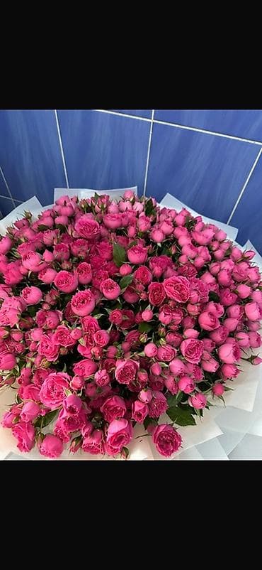 продаю роза: Пышный букет из кустовых роз ярко-розового оттенка.Mono Safyia 50 шт — 2