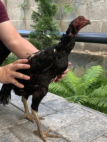 где разводят фазанов в кыргызстане: Бойцовая кура хороших кровей ганой+корея состояная хорошая недавно — 1